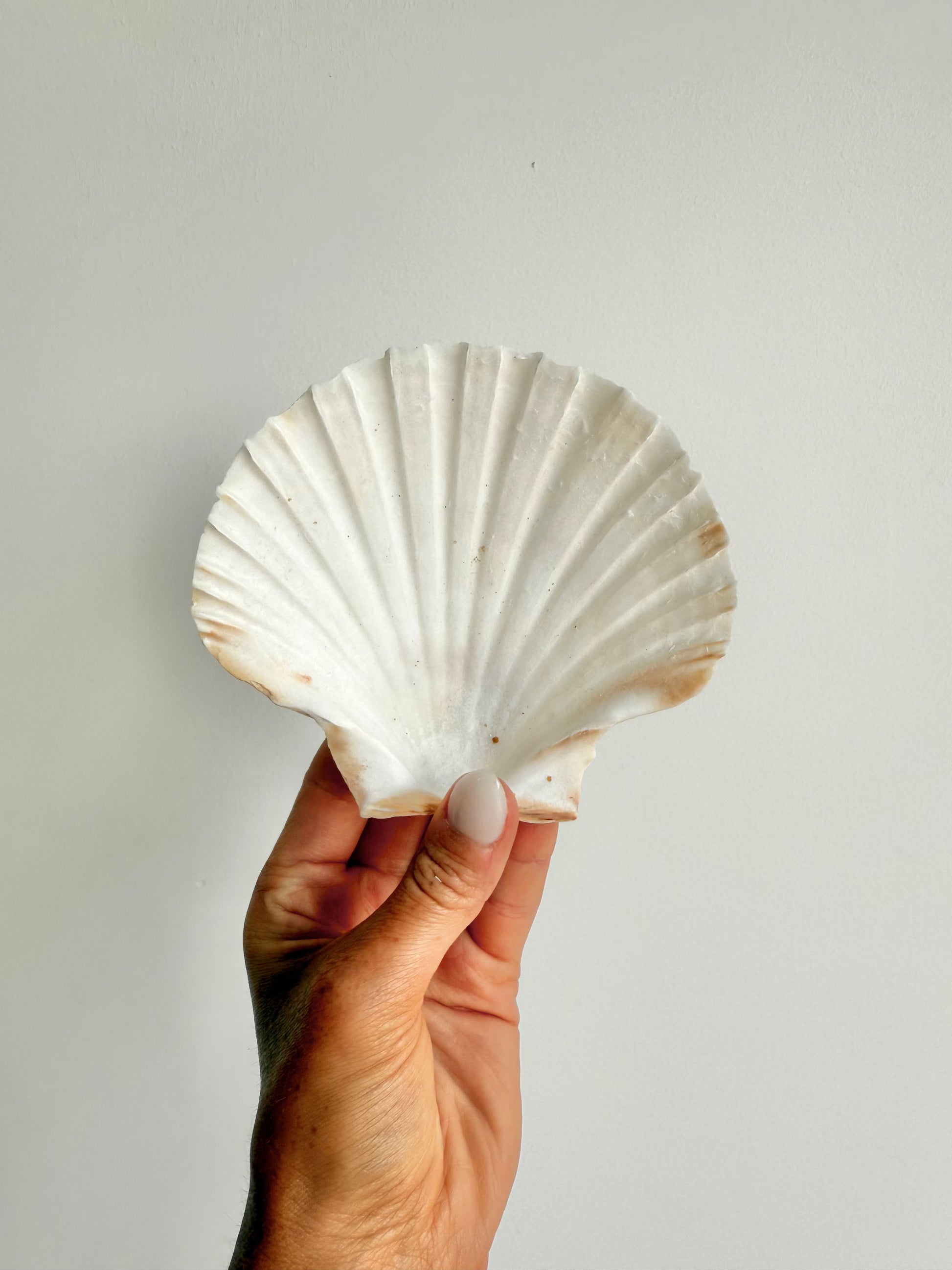 capri shell dish