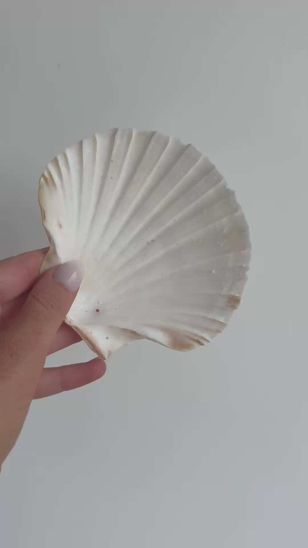 capri shell dish